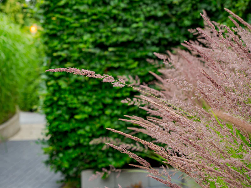 Ziergräser vor einer dichten Formhecke an einem gepflasterten Gartenweg