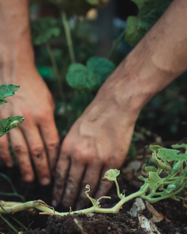 Hände setzen eine junge Pflanze in frische Gartenerde
